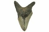 Bargain, Fossil Megalodon Tooth - Serrated Blade #294527-1